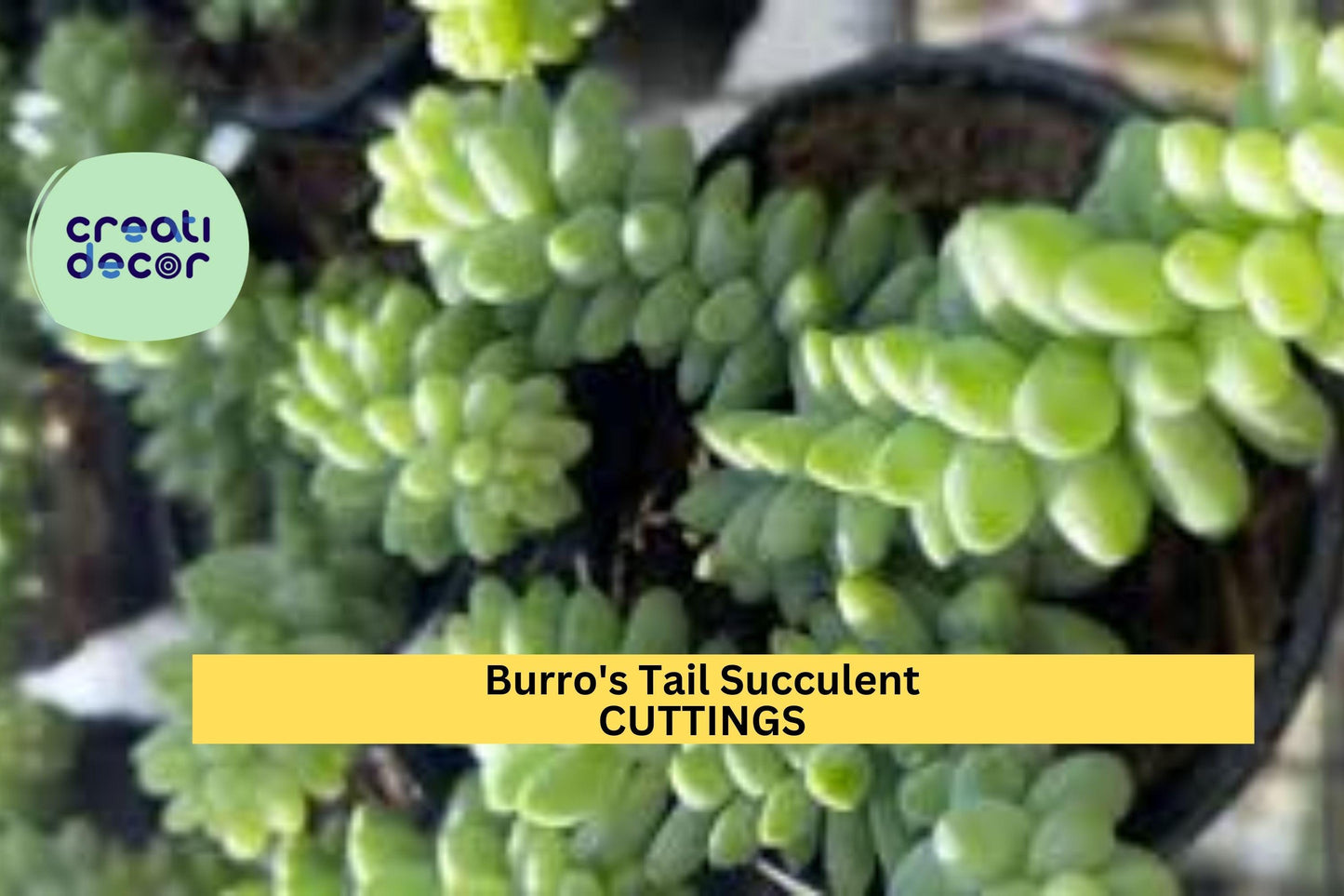 5 Burro’s Tail Succulent Cuttings | Sedum Morganianum | Fresh Live Unrooted Stems | Easy to Grow | Great for Beginners