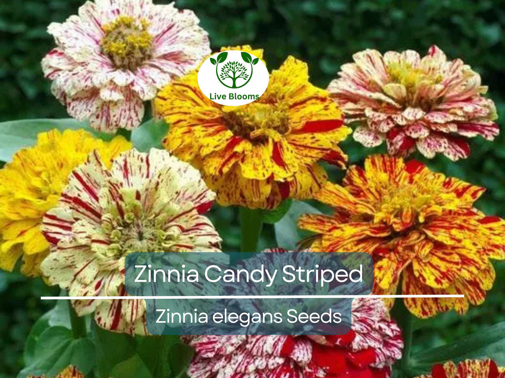 100 Seeds Zinnia Candy Striped Heirloom Double Flowers, Striped Blooms, Non-GMO, Vibrant Garden Accent, Perfect for Cut Flowers