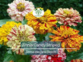 100 Seeds Zinnia Candy Striped Heirloom Double Flowers, Striped Blooms, Non-GMO, Vibrant Garden Accent, Perfect for Cut Flowers