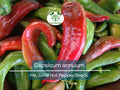 250 mg Seeds Ms. Junie Hot Pepper – Capsicum annuum | Unique Heirloom Chili for Planting, Gardening & Bold Spicy Harvest