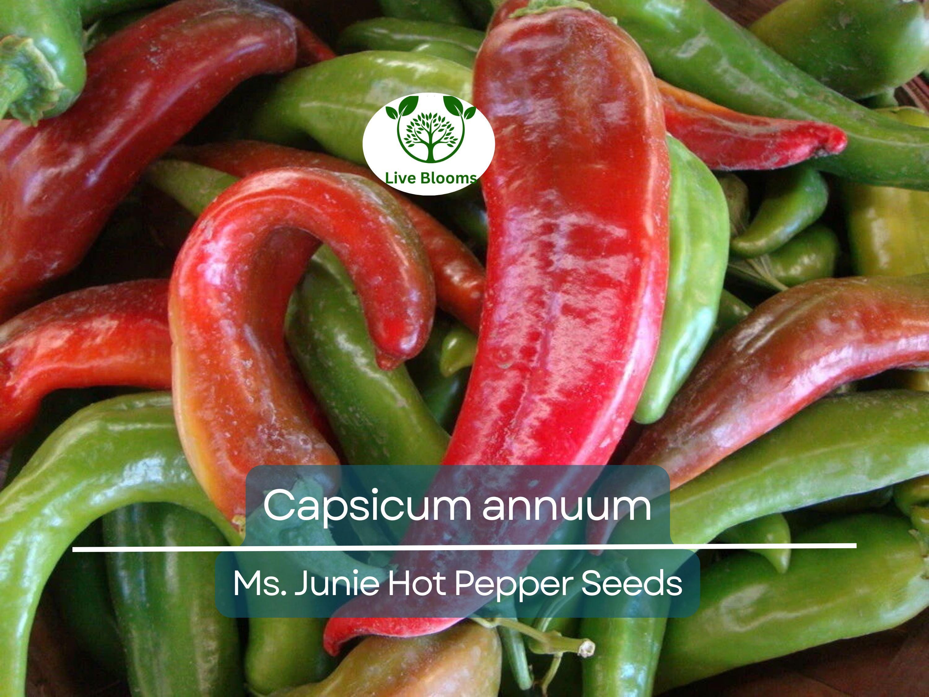 250 mg Seeds Ms. Junie Hot Pepper – Capsicum annuum | Unique Heirloom Chili for Planting, Gardening & Bold Spicy Harvest