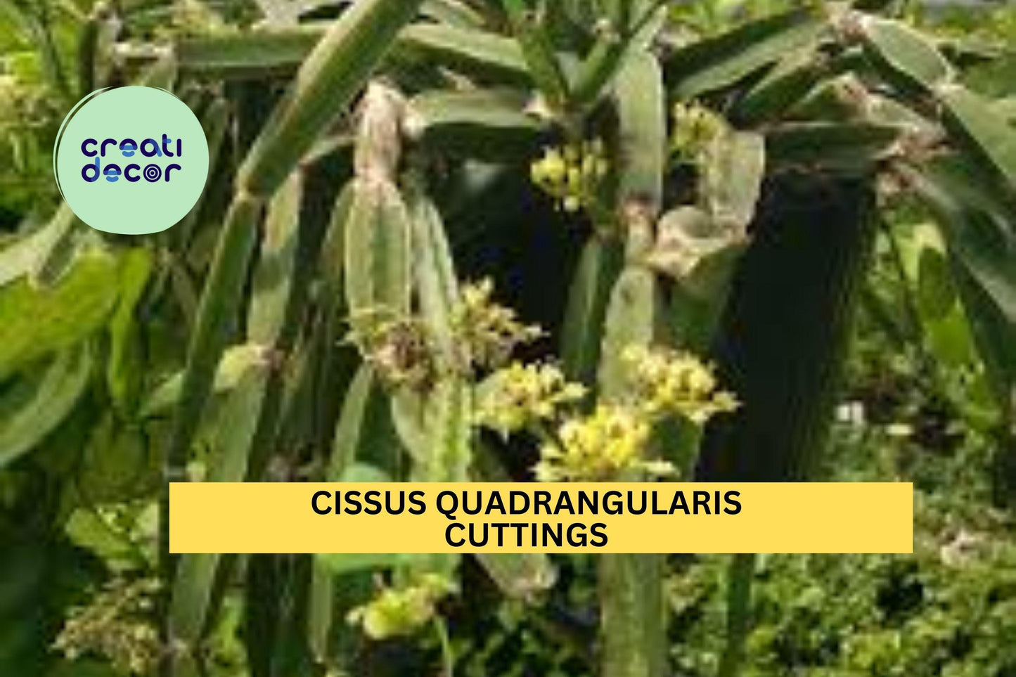 4 Cissus Quadrangularis Cuttings | Veldt Grape Cucumber Cactus | 12" Air Plant Starter | Easy Grow Succulent Vine | USA Seller