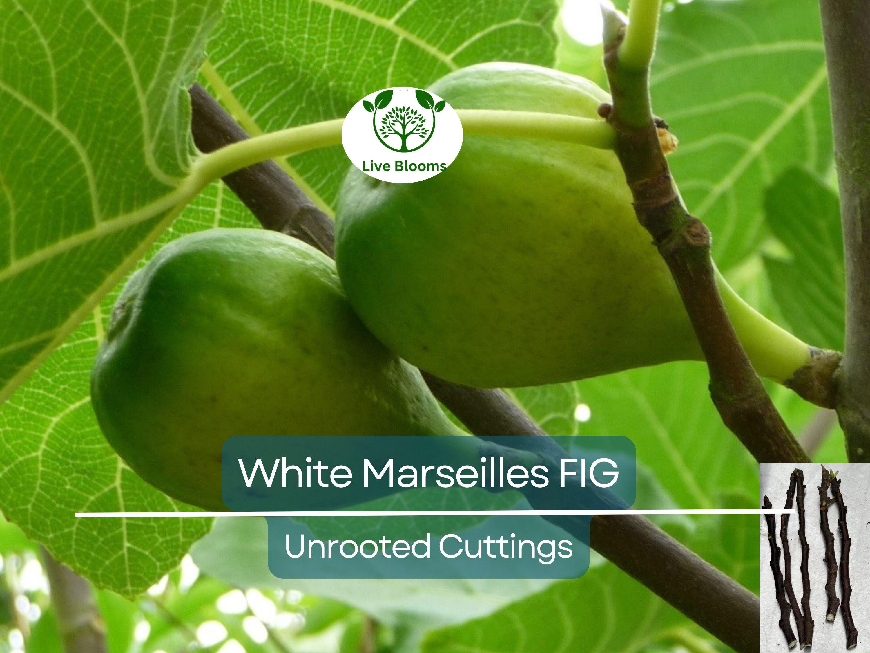 6 White Marseille Fig Unrooted Cuttings - Ficus carica, Sweet White Fig, Edible Fruit Plant, Fresh Cutting for Propagation, Gardening