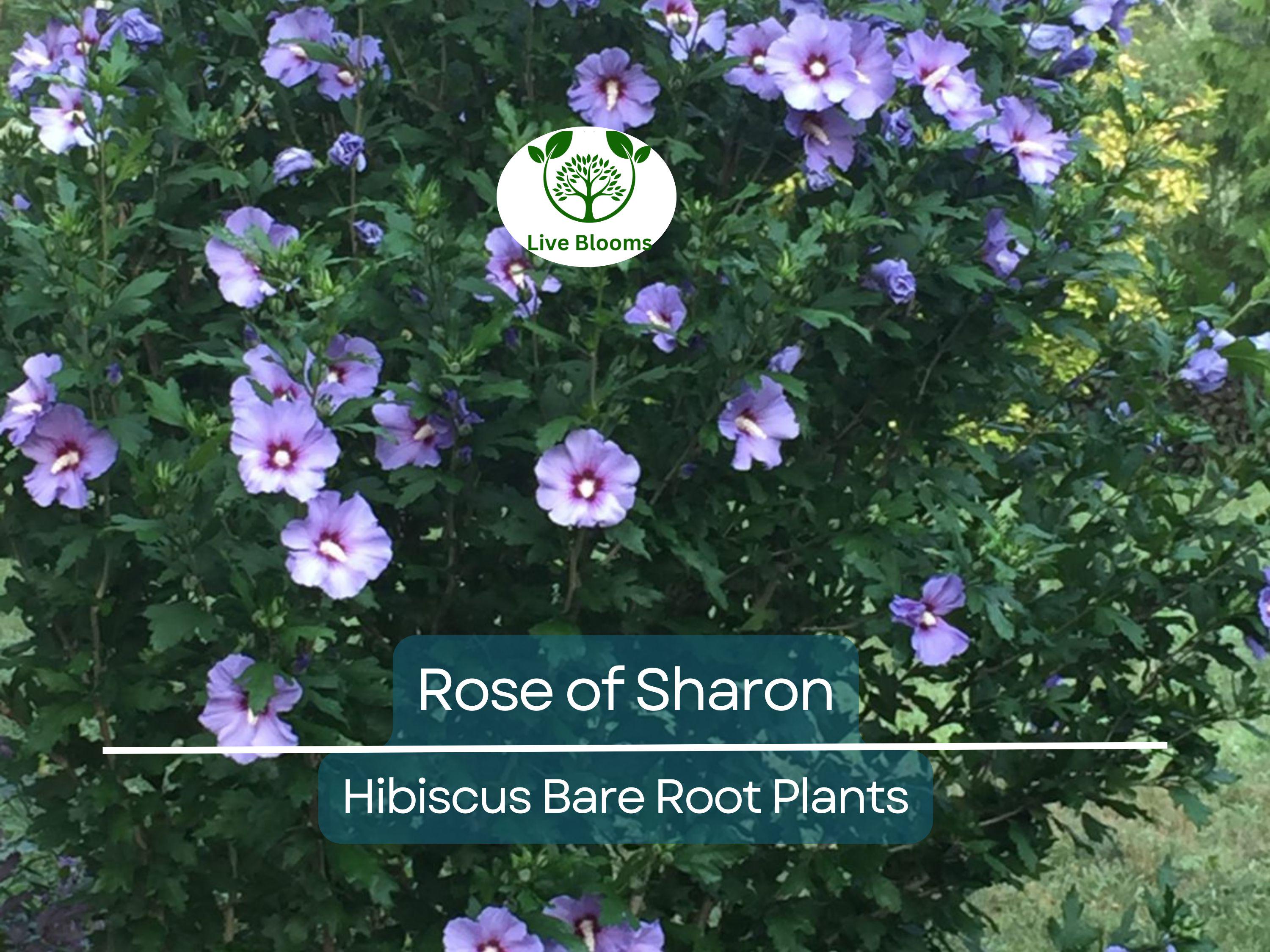 2 Rose of Sharon Plants – Hibiscus syriacus 10–18" Tall Bare Root Shrubs, Hardy Flowering Bushes for Garden, Hummingbird Friendly