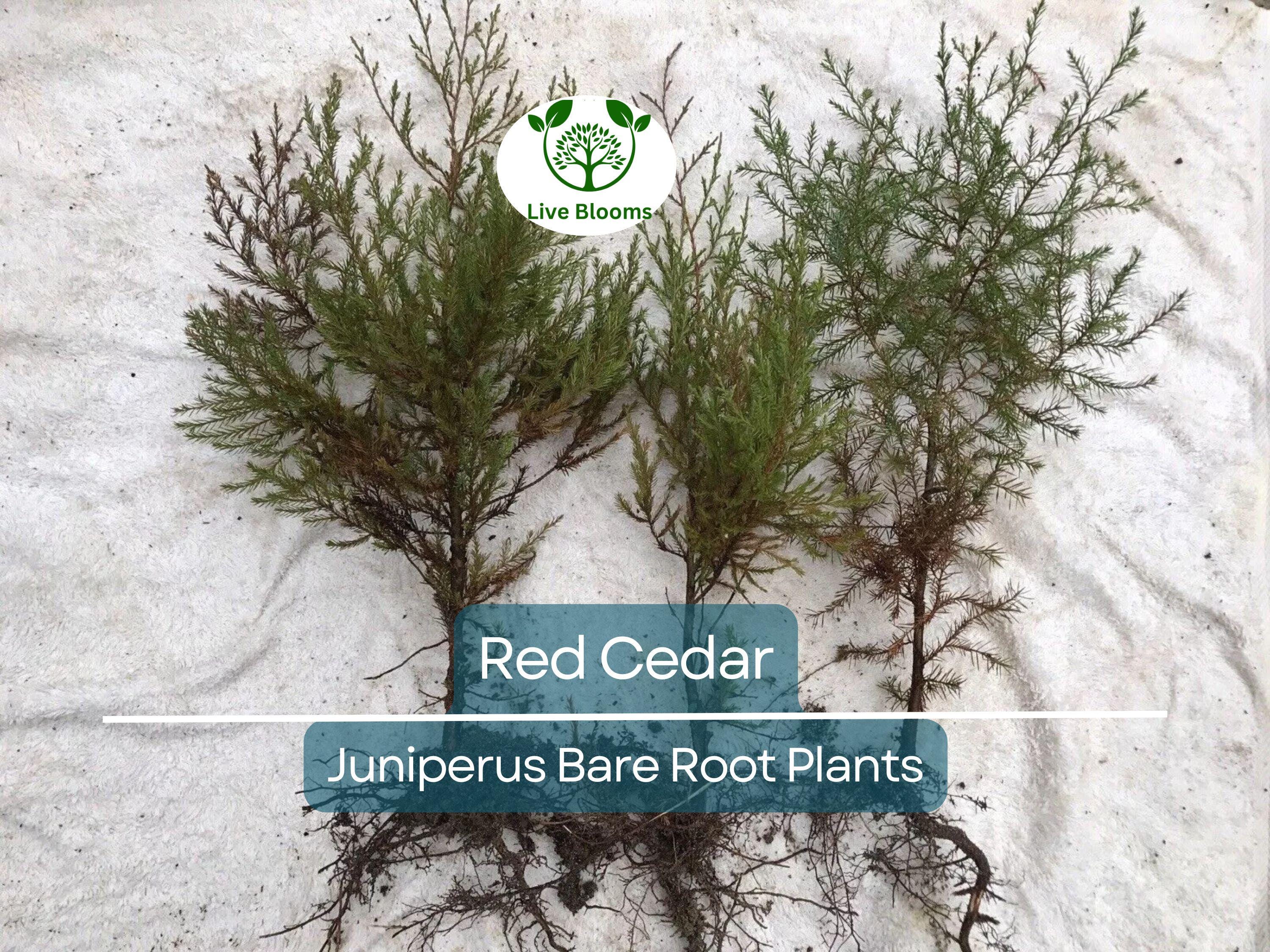 5 Red Cedar Tree Saplings – Live Bare Root Redcedar – Fast-Growing Evergreen for Windbreak, Privacy, Wildlife Habitat