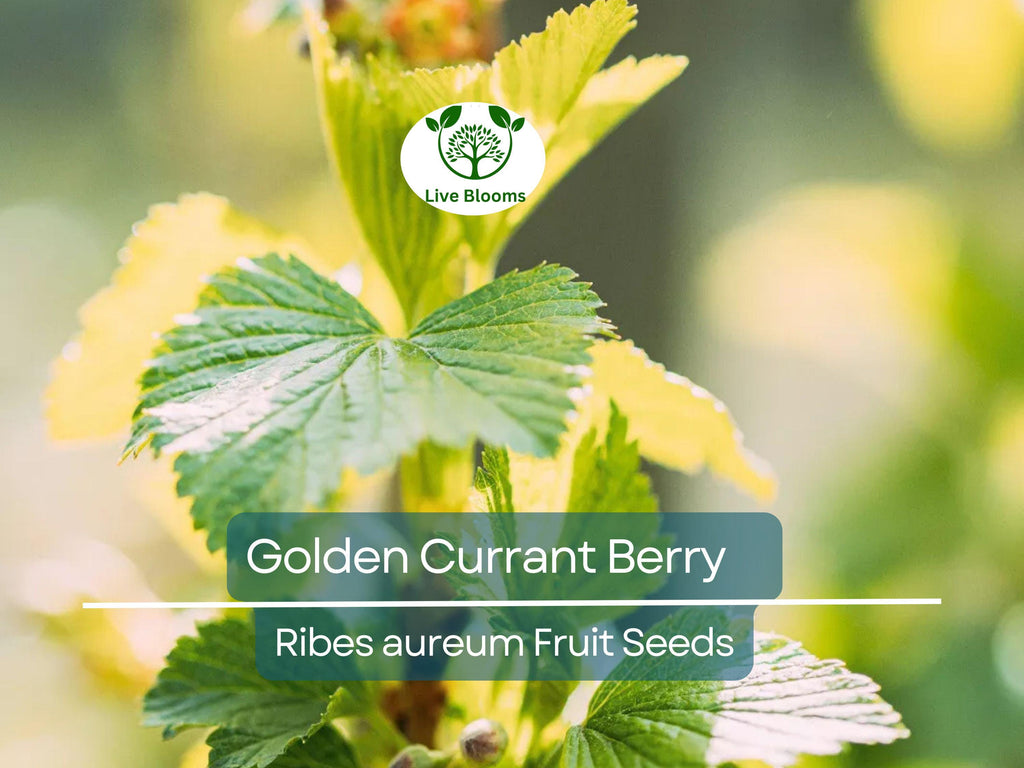 20 Golden Currant Berry Seeds (Ribes aureum), Edible Fruit Bush, Sweet Berries, Native Shrub, Wildlife Friendly, Garden Starter, Easy Grow
