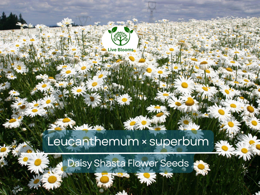 100 Seeds Daisy Shasta (Leucanthemum × superbum) - White Perennial Flower for Planting, Landscaping, Easy to Grow, Pollinator-Friendly
