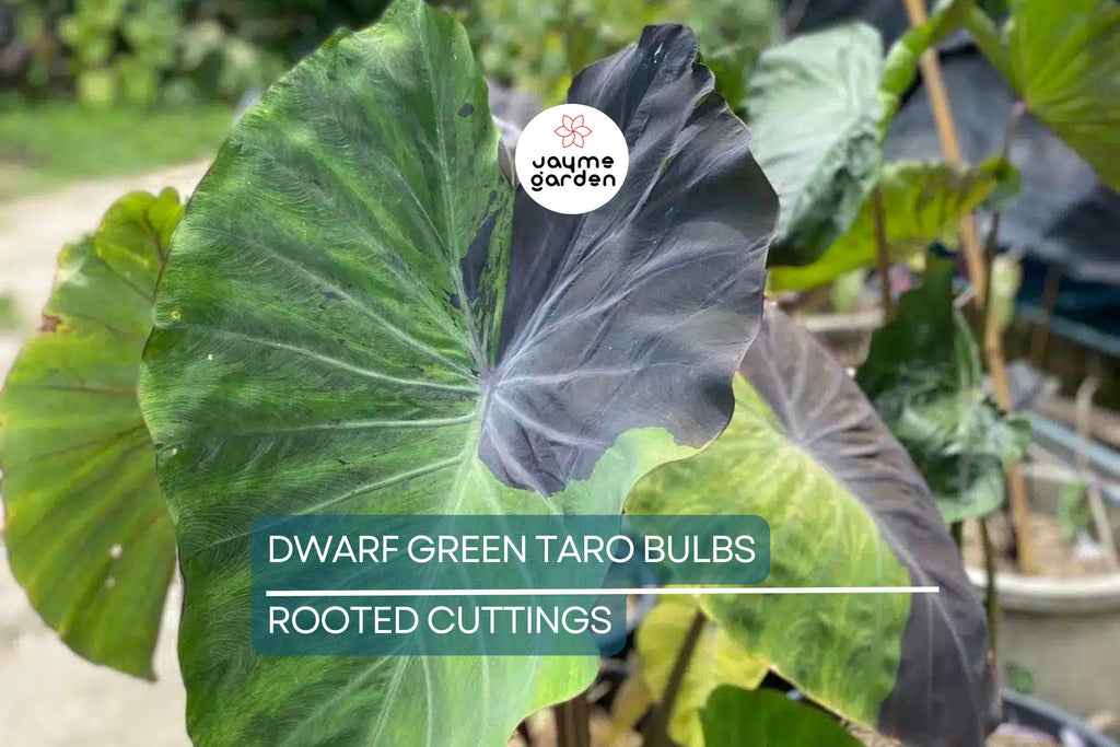 10 Dwarf Green Taro Bulbs - Colocasia Esculenta - Koi Pond, Bog, Tropical Plant - Edible, Fast-Growing, Zone 8+