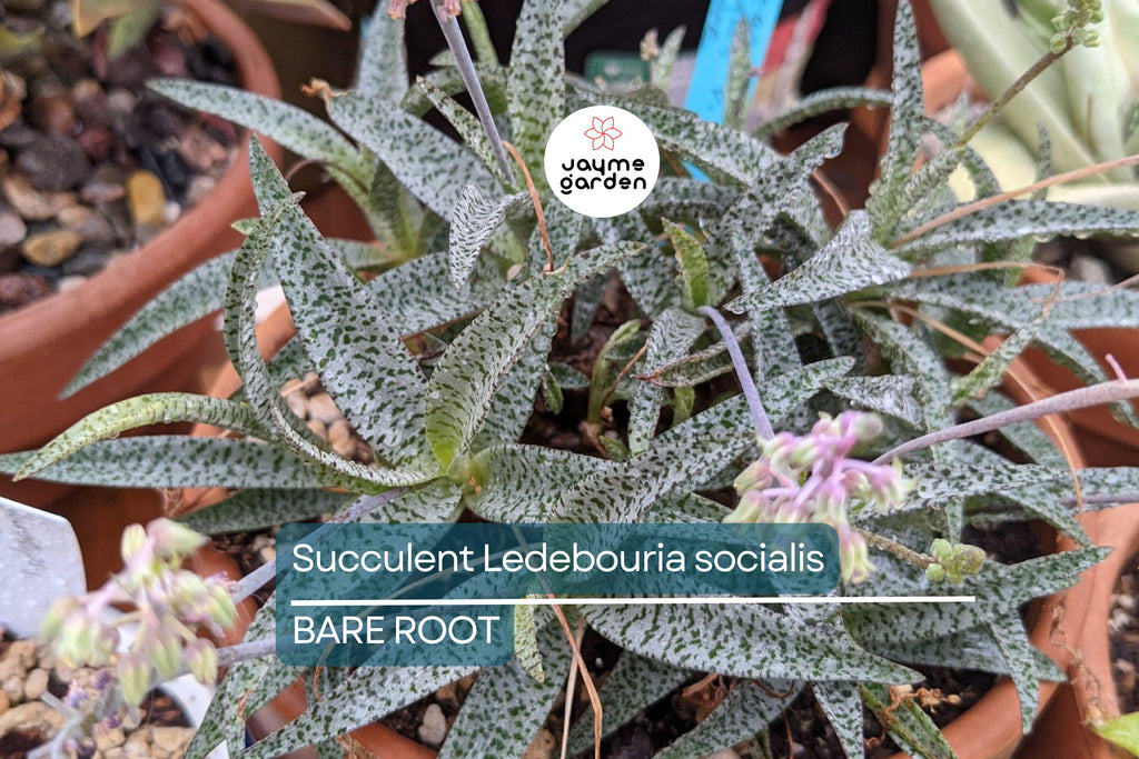 Succulent Ledebouria socialis Silver Squill – 1 Live Plant, Variegated, Drought-Tolerant Houseplant