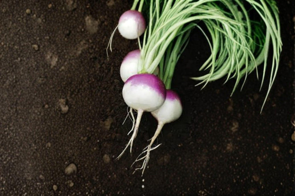 Turnip – Purple Top White Globe 300 Seeds | Classic Heirloom Turnip | Sweet White Roots | Dual-Purpose Greens & Roots
