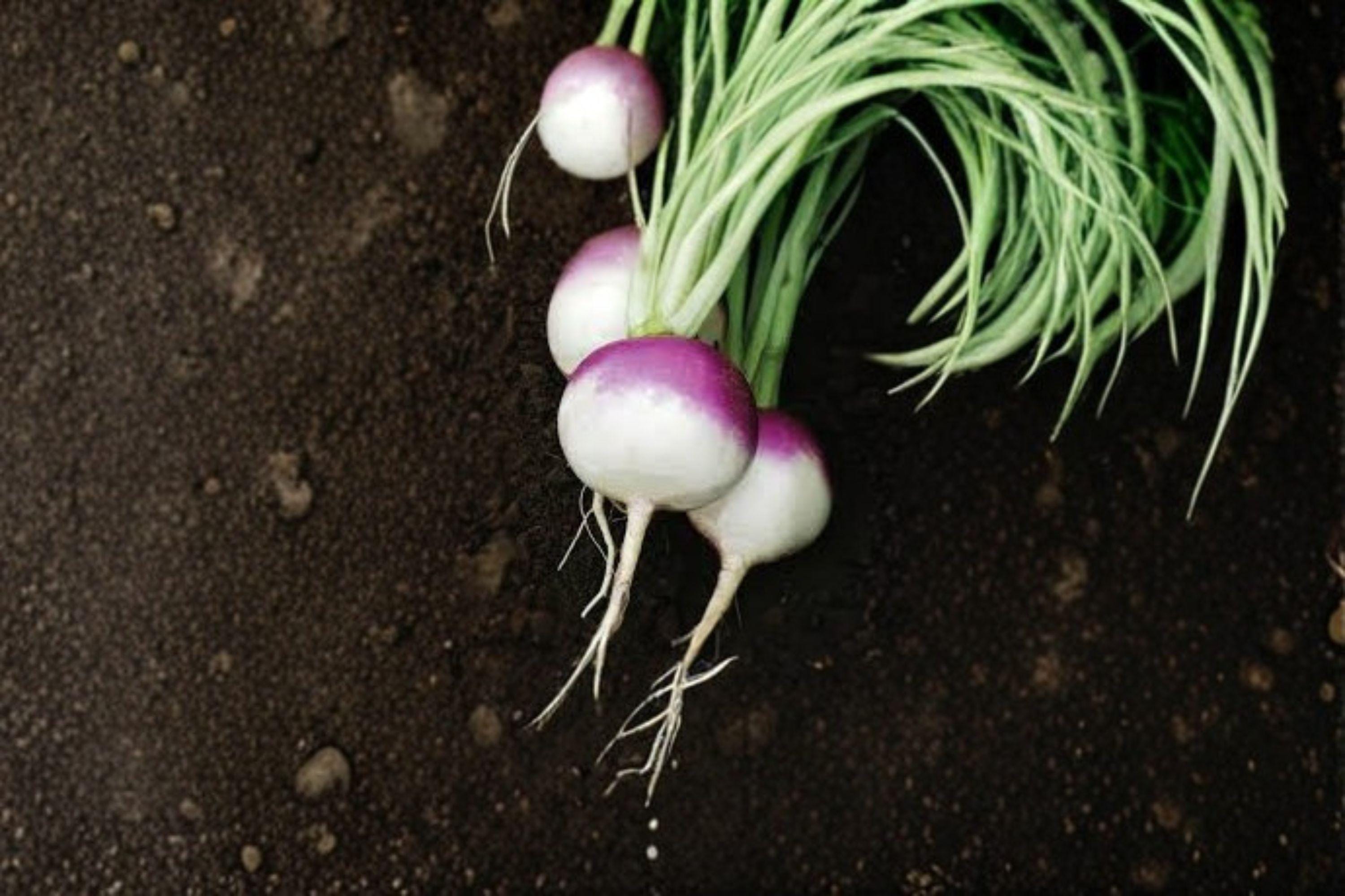 Turnip – Purple Top White Globe 300 Seeds | Classic Heirloom Turnip | Sweet White Roots | Dual-Purpose Greens & Roots