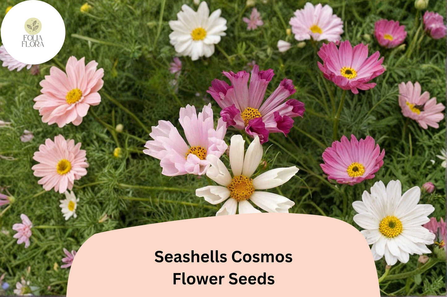 200+ Seashells Cosmos Seeds | Cosmos Bipinnatus Fluted Pink & White Blooms | Annual Garden Flower Seeds for Planting