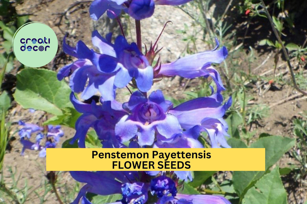 3pcs of 100mg Penstemon payettensis Seeds – Blue Wildflower for Pollinator Gardens, Rock Slopes, and Native Landscaping Seeds for Planting