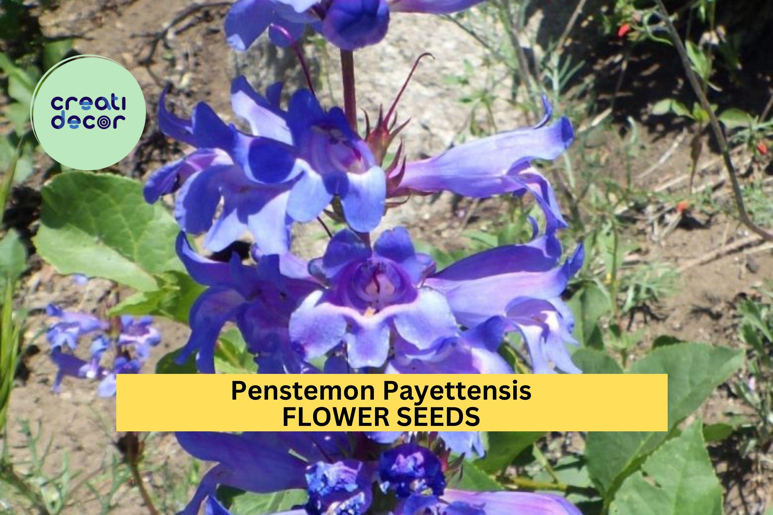 3pcs of 100mg Penstemon payettensis Seeds – Blue Wildflower for Pollinator Gardens, Rock Slopes, and Native Landscaping Seeds for Planting