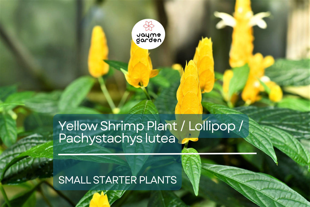 1 Yellow Shrimp Starter Plants - Pachystachys Lutea (Golden Lollipop Plant) - Tropical Plug Plants, 3-5 Inches, Bright Yellow Blooms