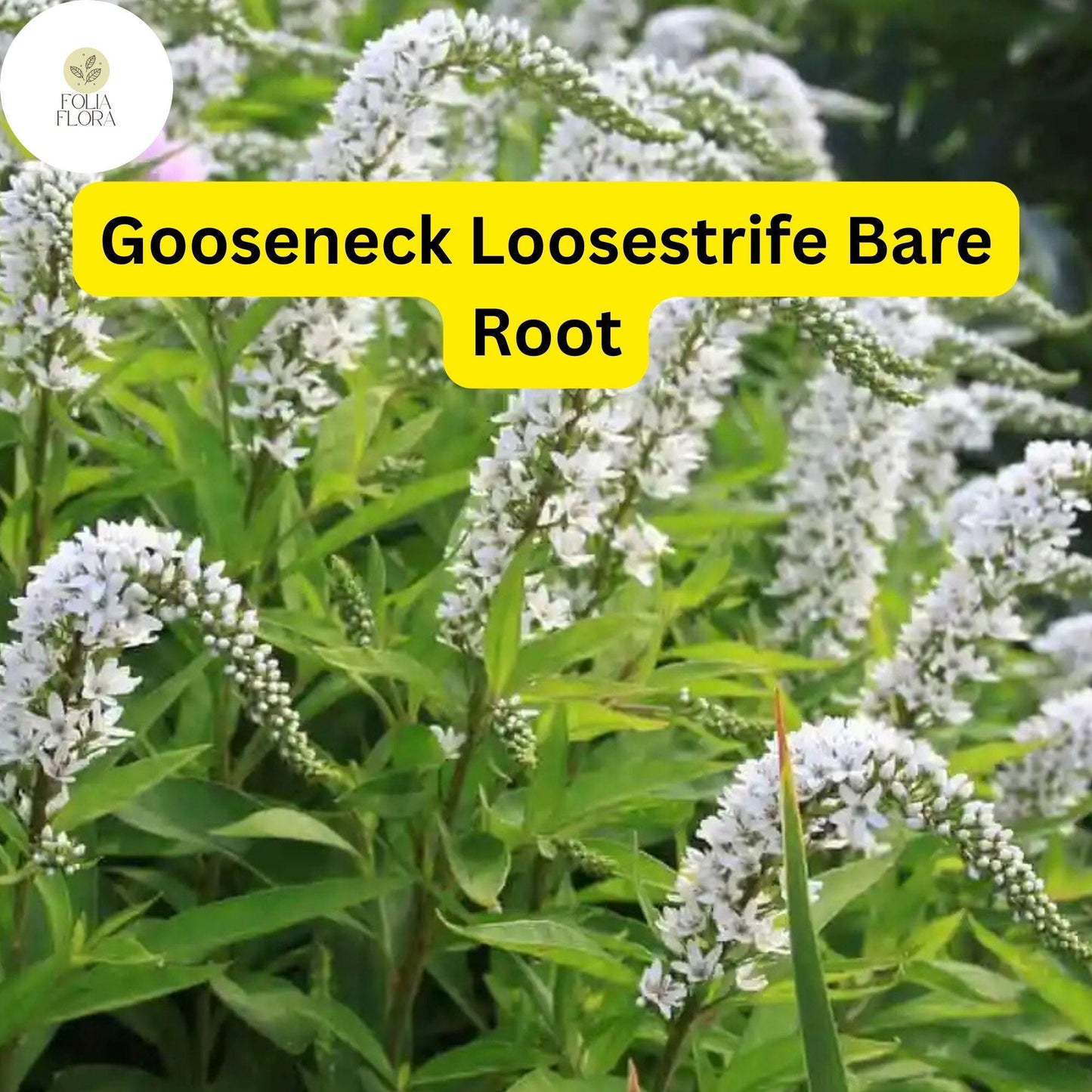 12 Bare Root Gooseneck Loosestrife Perennial Plants, Lysimachia clethroides, Hardy Garden Flowers