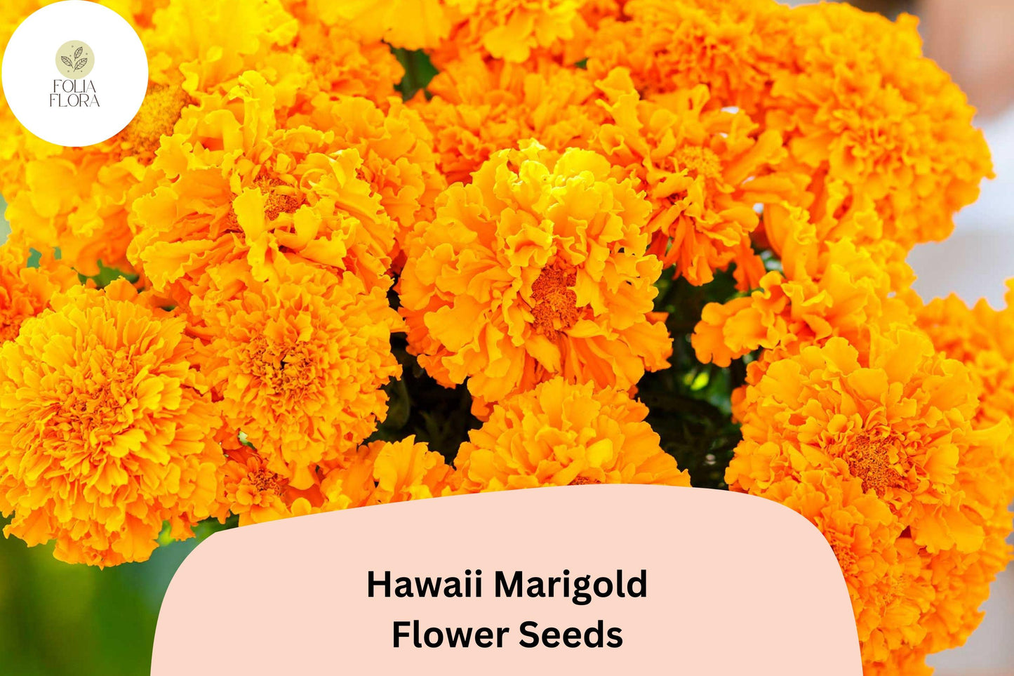 25+ Hawaii Marigold Seeds | Tagetes erecta | Tall African Marigold | Large Yellow-Orange Blooms for Garden Planting