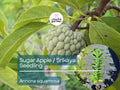 Sugar Apple Starter Plant Seedling (Annona squamosa) - Live Fruit Tree 2-3’ Tall - Srikaya Sweet Tropical Custard Apple for Garden