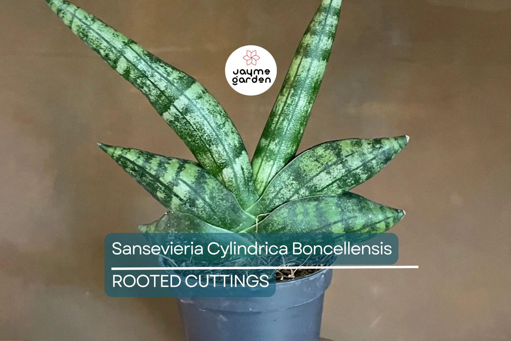 Sansevieria Cylindrica Boncellensis (Starfish Plant) 6"-10" Rooted Succulent - Tough & Drought-Resistant