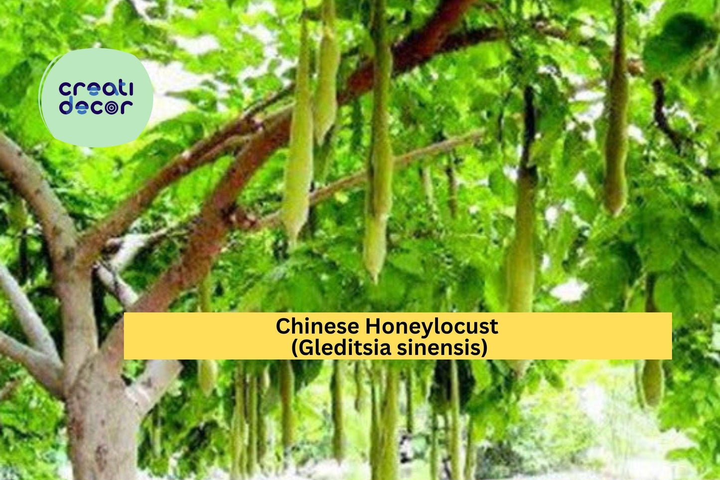 Chinese Honeylocust Seeds (Gleditsia sinensis) – 10 Hardy Tree Seeds | Ornamental Shade Tree | Drought-Tolerant | Soap Bean Tree