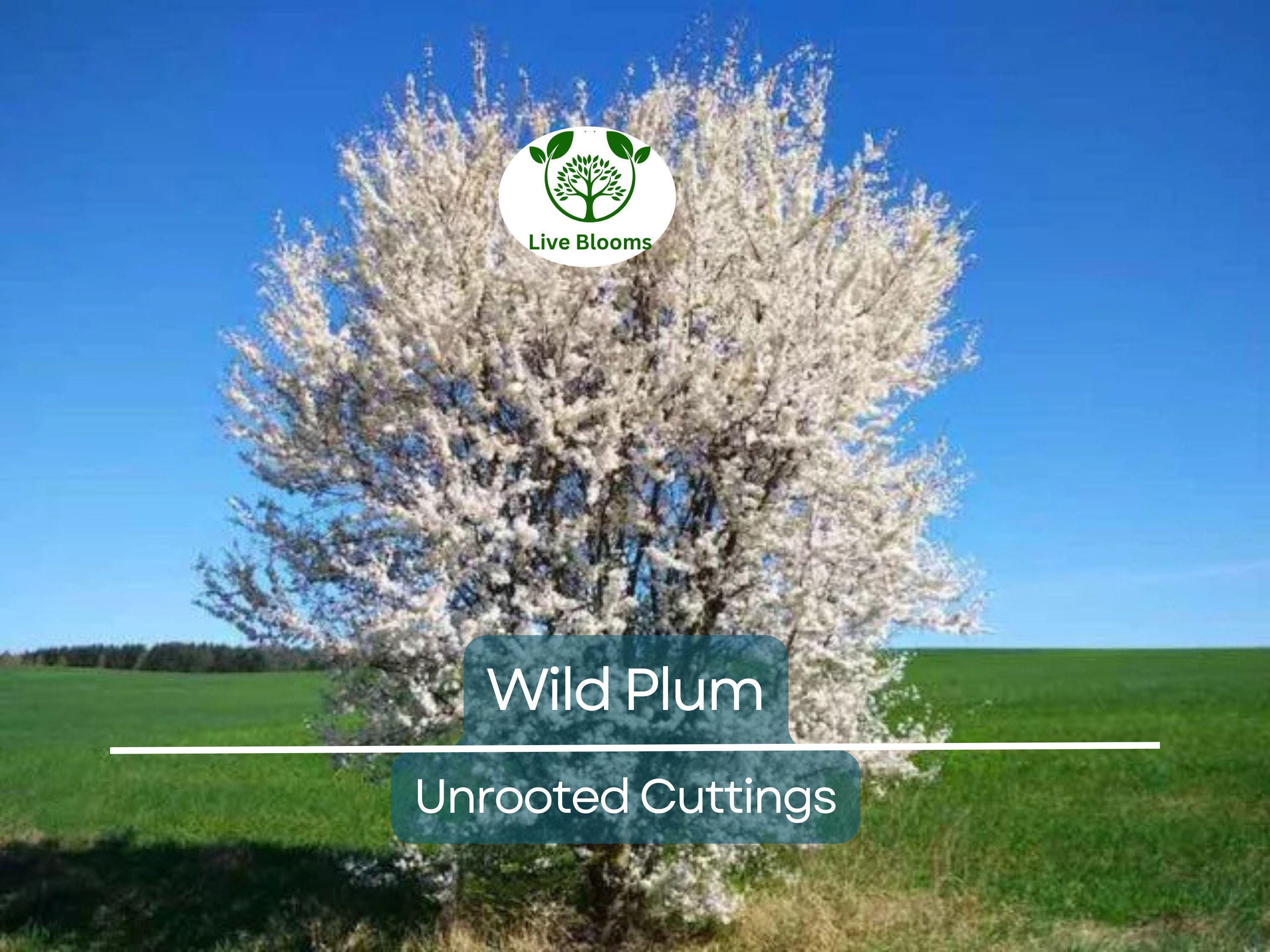 12 Unrooted Wild Plum Cuttings 6-8” - Prunus Americana, Hardy, Fruit Tree, Garden Propagation