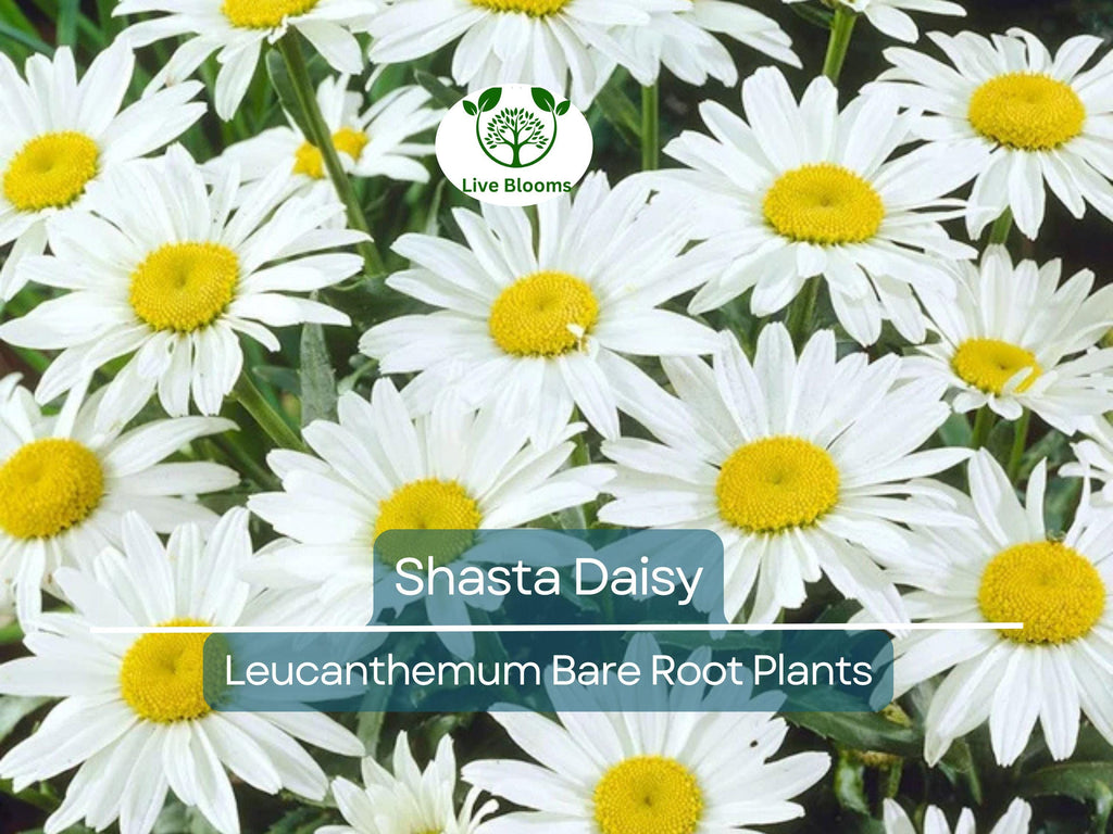 1 Shasta Daisy – Live Bare Root Perennial Plant – Classic White Summer Blooms – Easy-Care Garden Flower for Borders & Pollinators