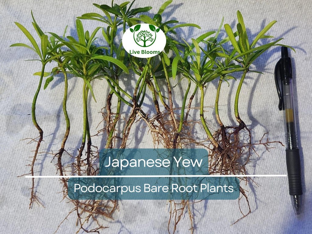 20 Podocarpus Japanese Yew Plants – Live Bare Root – Evergreen Privacy Hedge – Podocarpus macrophyllus Starter Pack