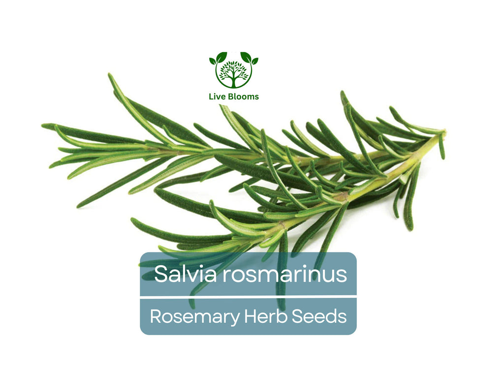 100 mg Seeds Rosemary Herb – Salvia rosmarinus for Planting | Aromatic Culinary for Home Gardens