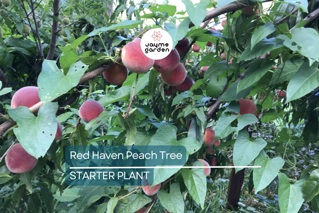 Two 2 Ft Red Haven Peach Tree | Dwarf, Pink Blossoms, Disease-Resistant | Ready to Plant | Non-GMO