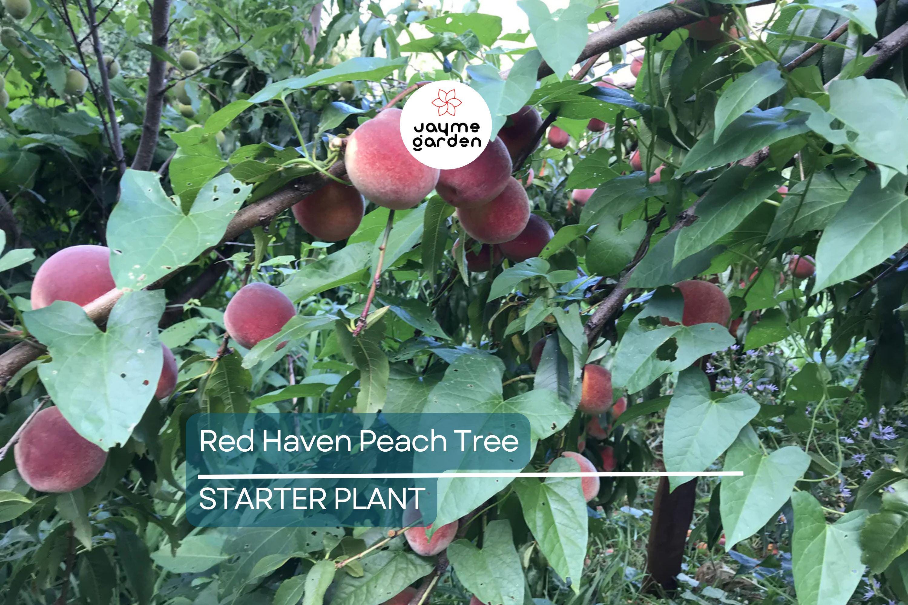 Two 2 Ft Red Haven Peach Tree | Dwarf, Pink Blossoms, Disease-Resistant | Ready to Plant | Non-GMO