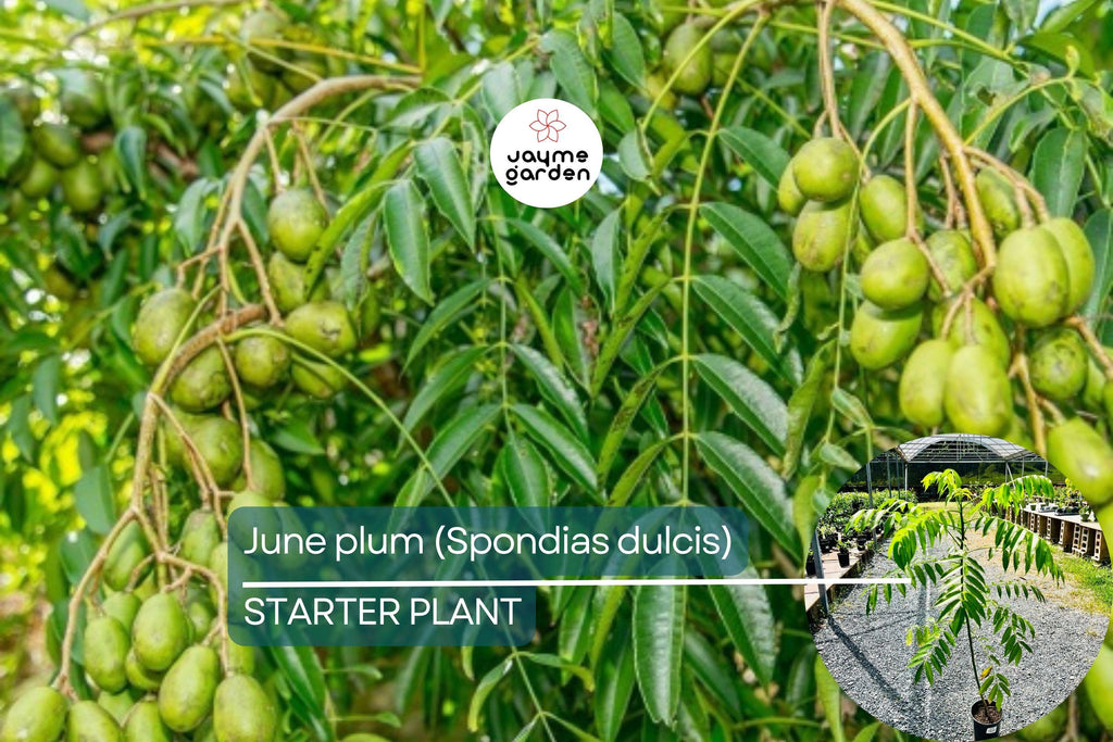 June Plum Tree (Spondias dulcis) 3’-4’ Tall | Tropical Fruit Tree with Flowers Ready to Bear Fruit