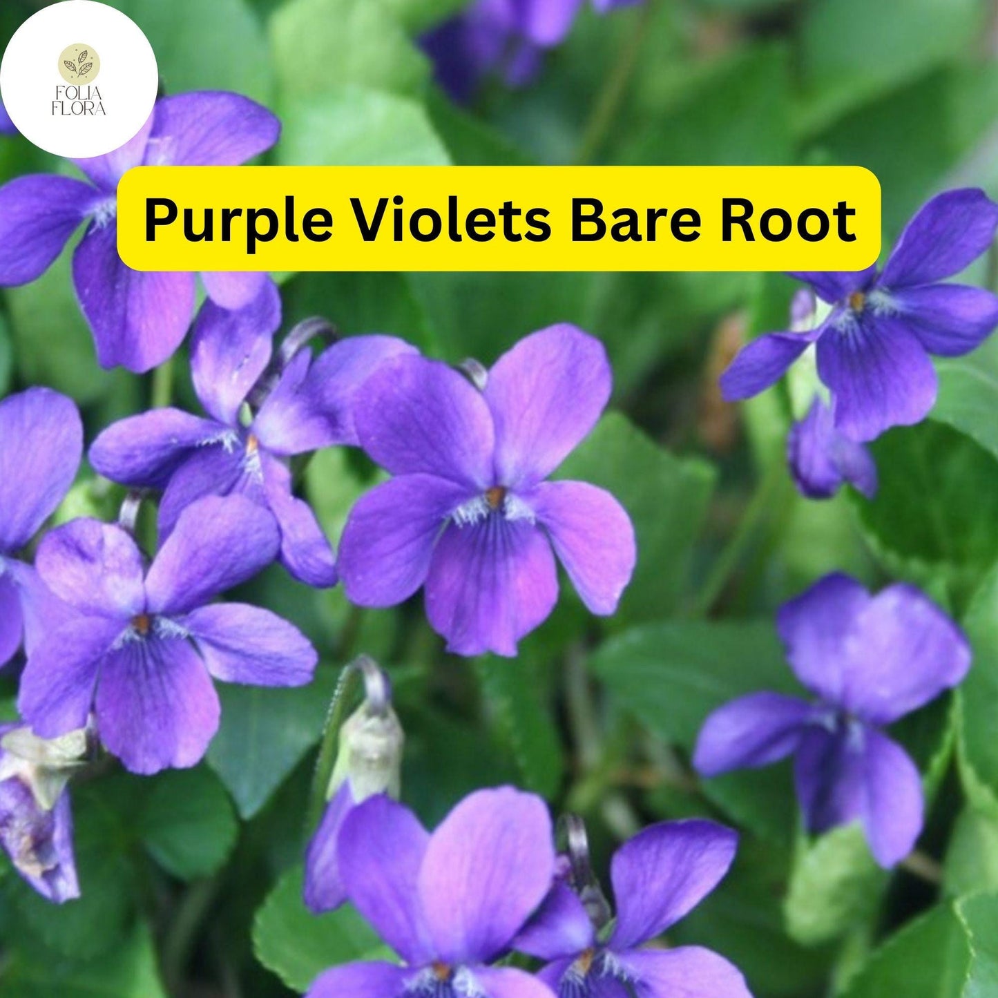 25 Purple Violets, Live Starter Plants Bulbs, Perennial Bare Root, Flower Garden Blooms
