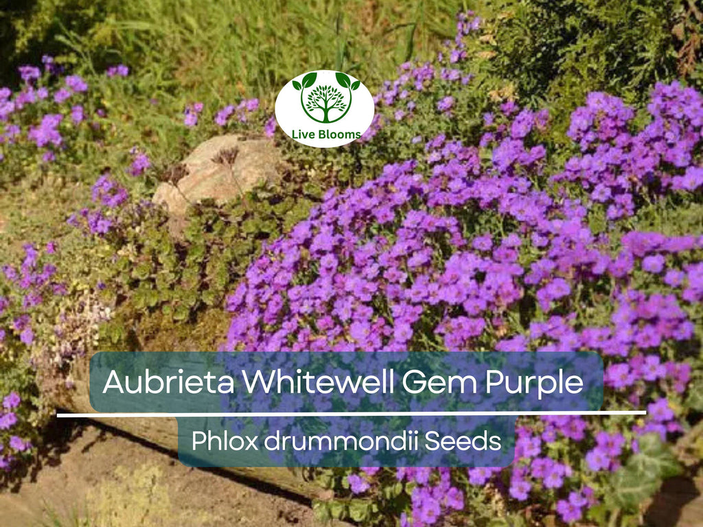 200 Seeds Aubrieta Whitewell Gem, Purple Rock Cress, Groundcover Perennial, Non-GMO, Vibrant Purple Blooms for Gardens & Borders