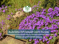 200 Seeds Aubrieta Whitewell Gem, Purple Rock Cress, Groundcover Perennial, Non-GMO, Vibrant Purple Blooms for Gardens & Borders