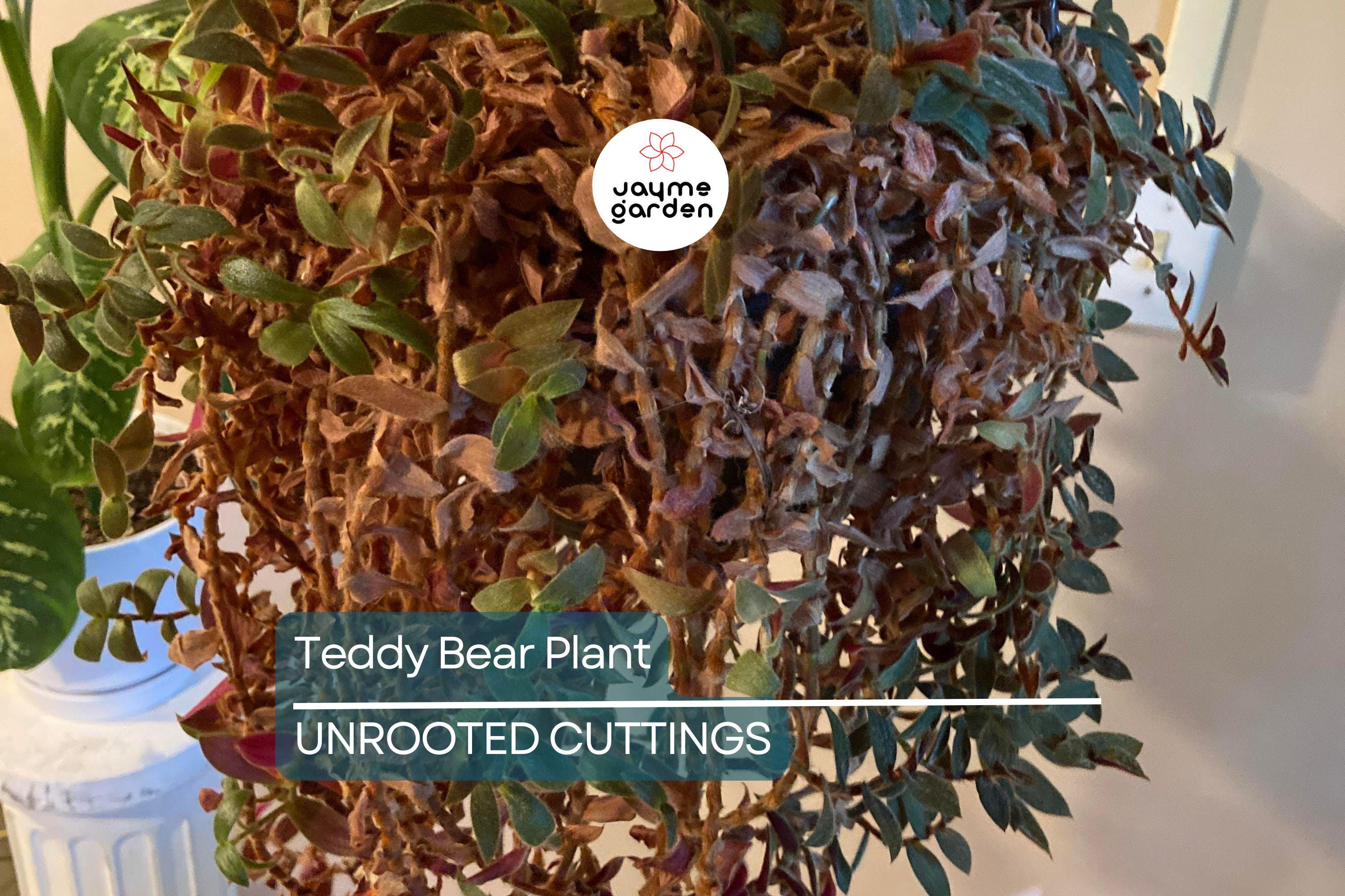 Teddy Bear Plant Cuttings - 4+ Healthy Cuttings for Propagation, Easy to Grow