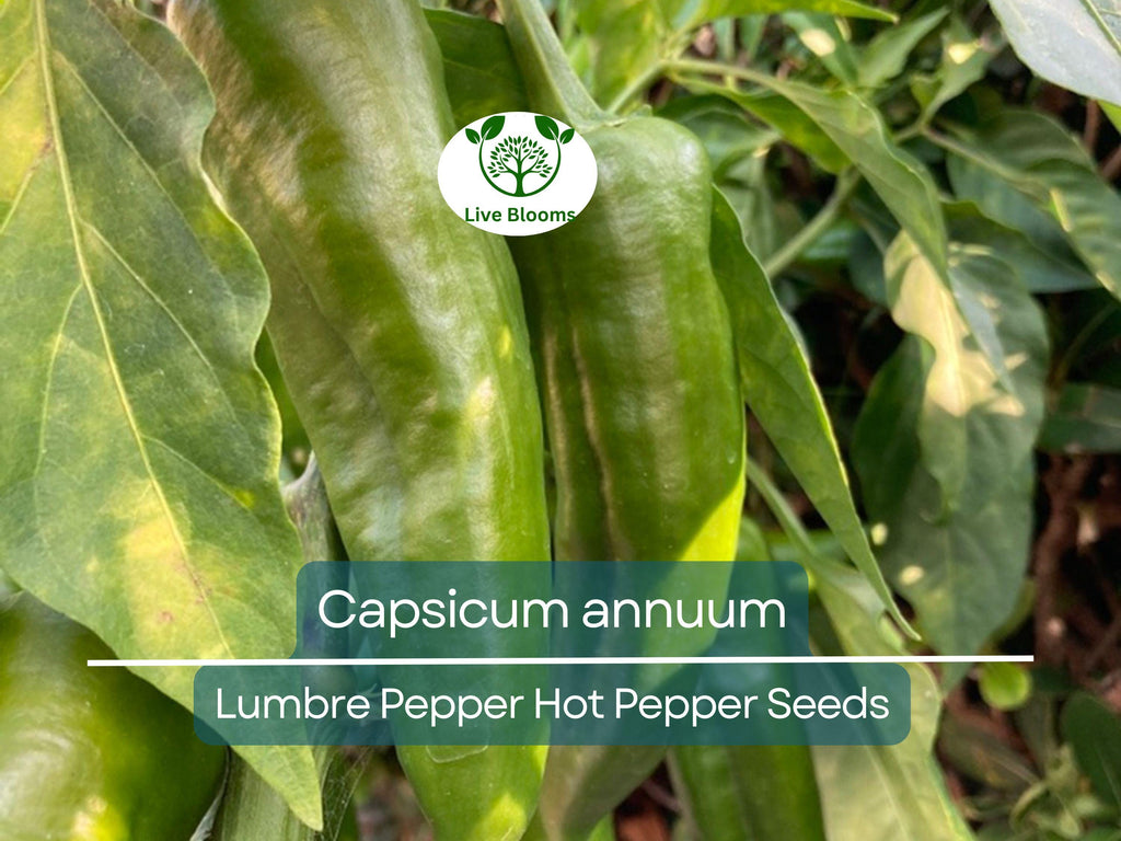 250 mg Seeds Lumbre Pepper – Capsicum annuum | Spicy Hot Pepper Variety for Planting, Gardening & Bold Culinary Harvest