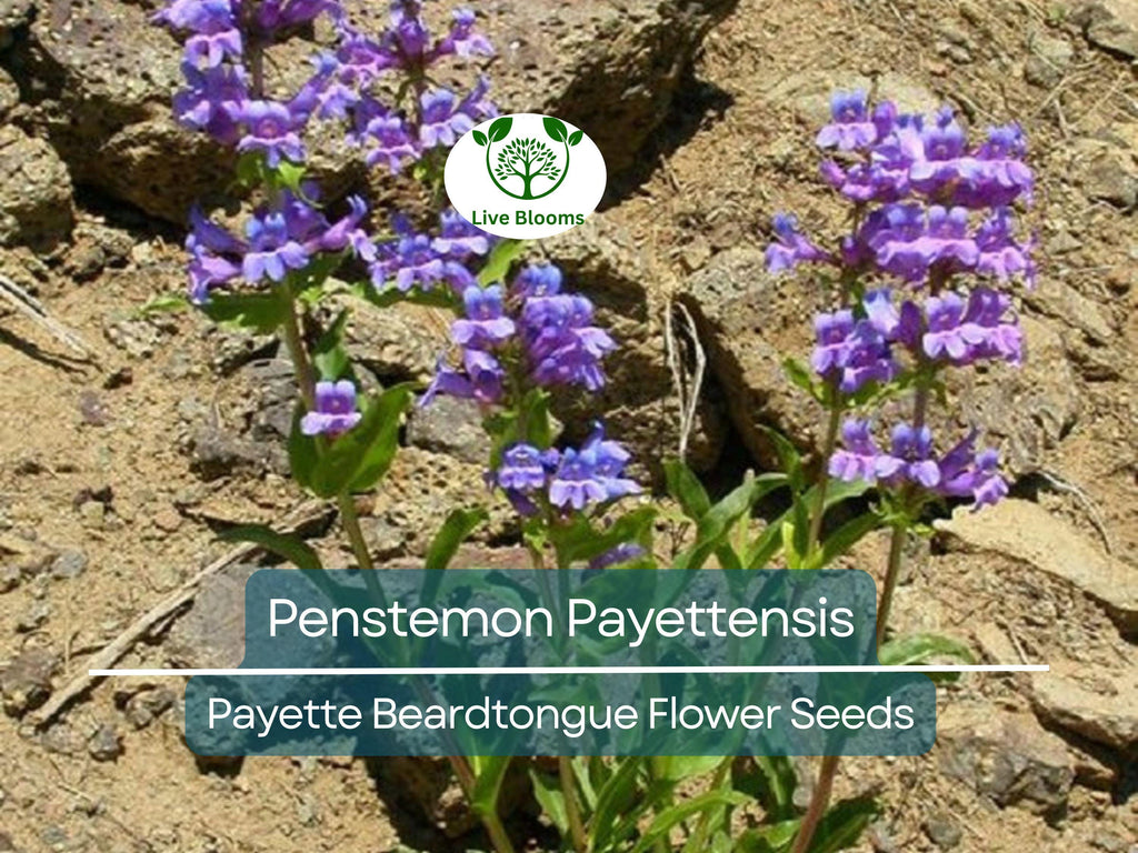 100 mg Seeds Penstemon Payettensis (Payette Beardtongue) for Planting | Native Wildflower for Pollinator Gardens & Well-Drained Soils