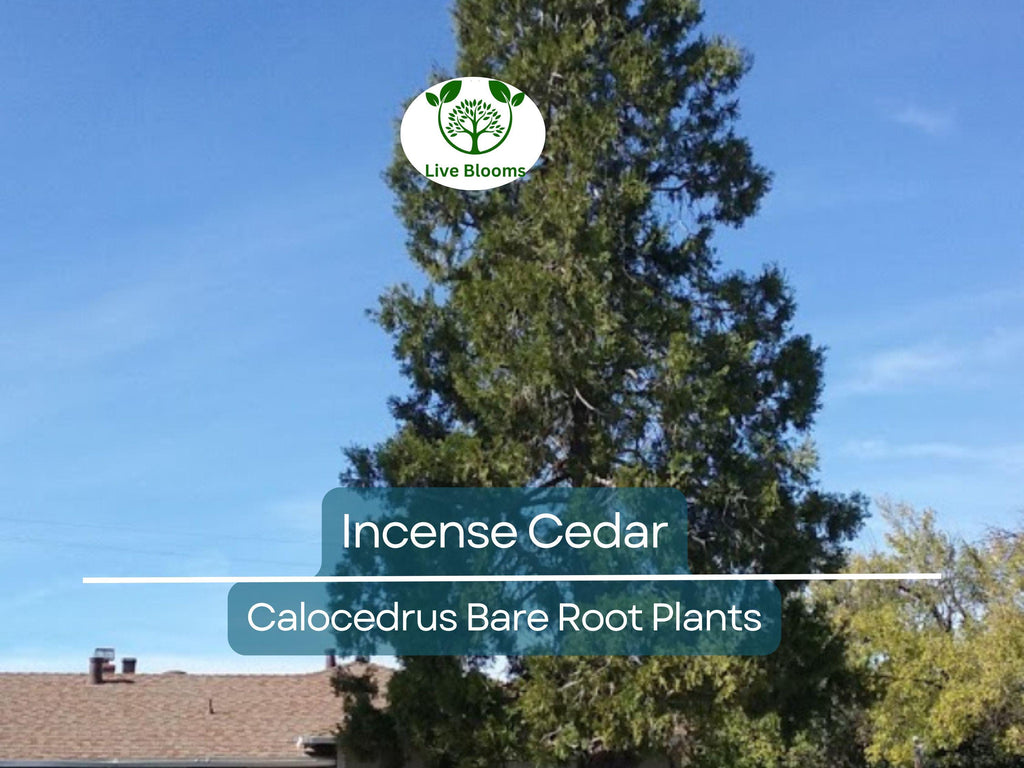 5 Incense Cedar Tree Seedlings – Live Bare Root Plants – Calocedrus decurrens – Fragrant Evergreen for Landscape or Privacy