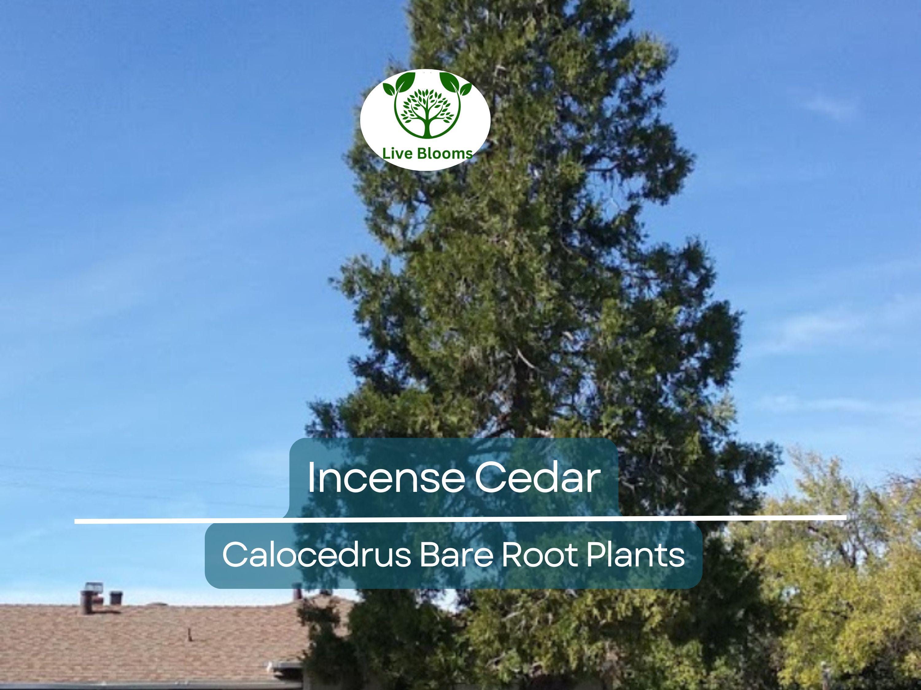 5 Incense Cedar Tree Seedlings – Live Bare Root Plants – Calocedrus decurrens – Fragrant Evergreen for Landscape or Privacy