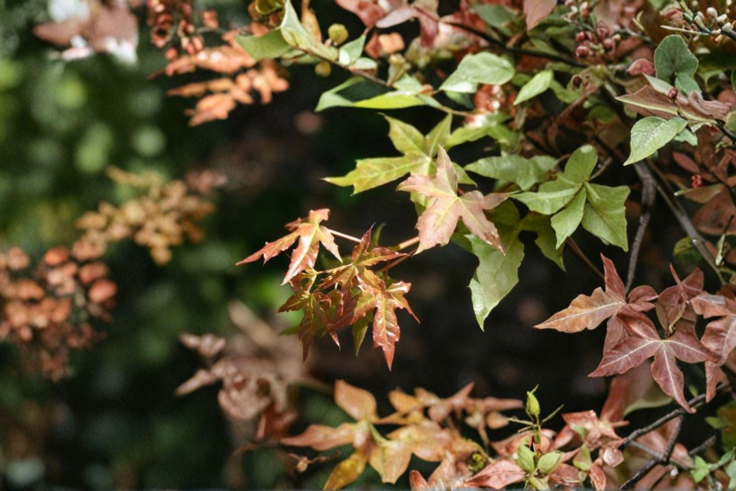 Painted Maple – Acer mono 10 Seeds | Hardy Asian Maple | Excellent Fall Color | Ornamental Deciduous Tree
