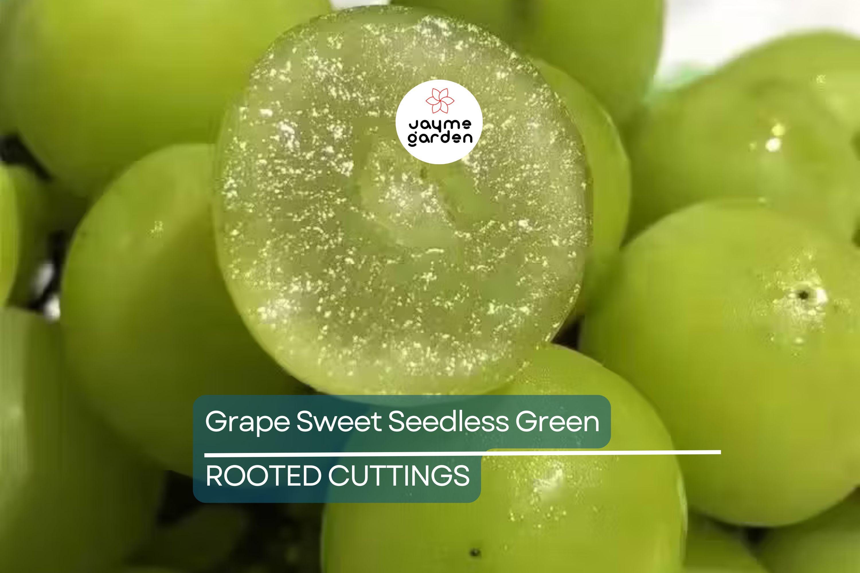 Grape Vine 18” Rooted Cutting – Sweet Seedless Green Grape Plant – Ready to Plant – Local Pickup Only