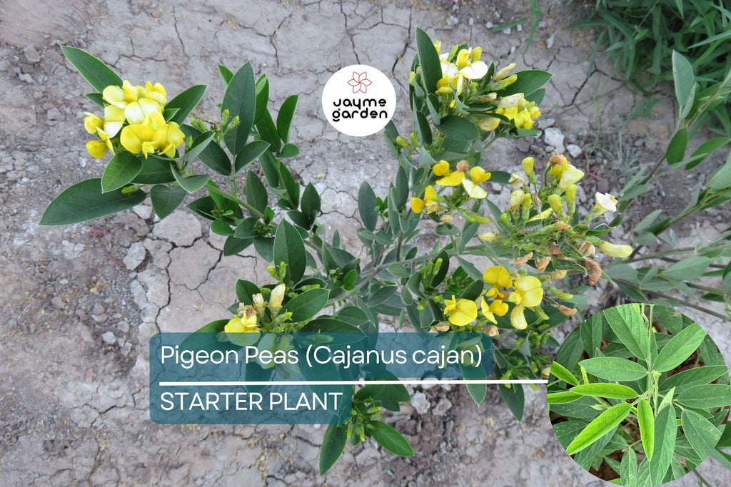 Pigeon Pea Starter Plant - Cajanus cajan 12”-24” | Tropical, Nutritious Legume for Garden
