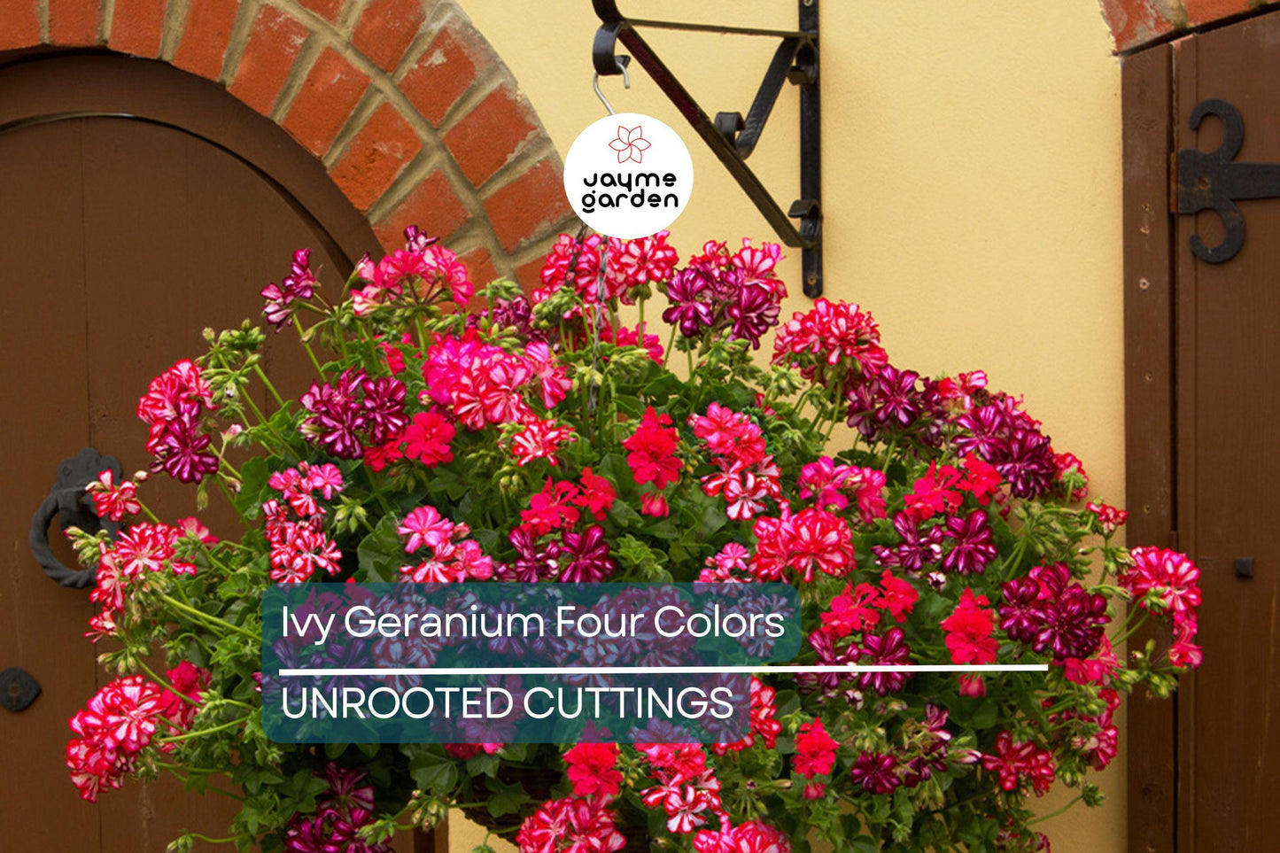 Ivy Geranium - 8 Cuttings (4 Vibrant Colors) for Rooting | Labeled with Rooting Powder & Instructions | USA Grown