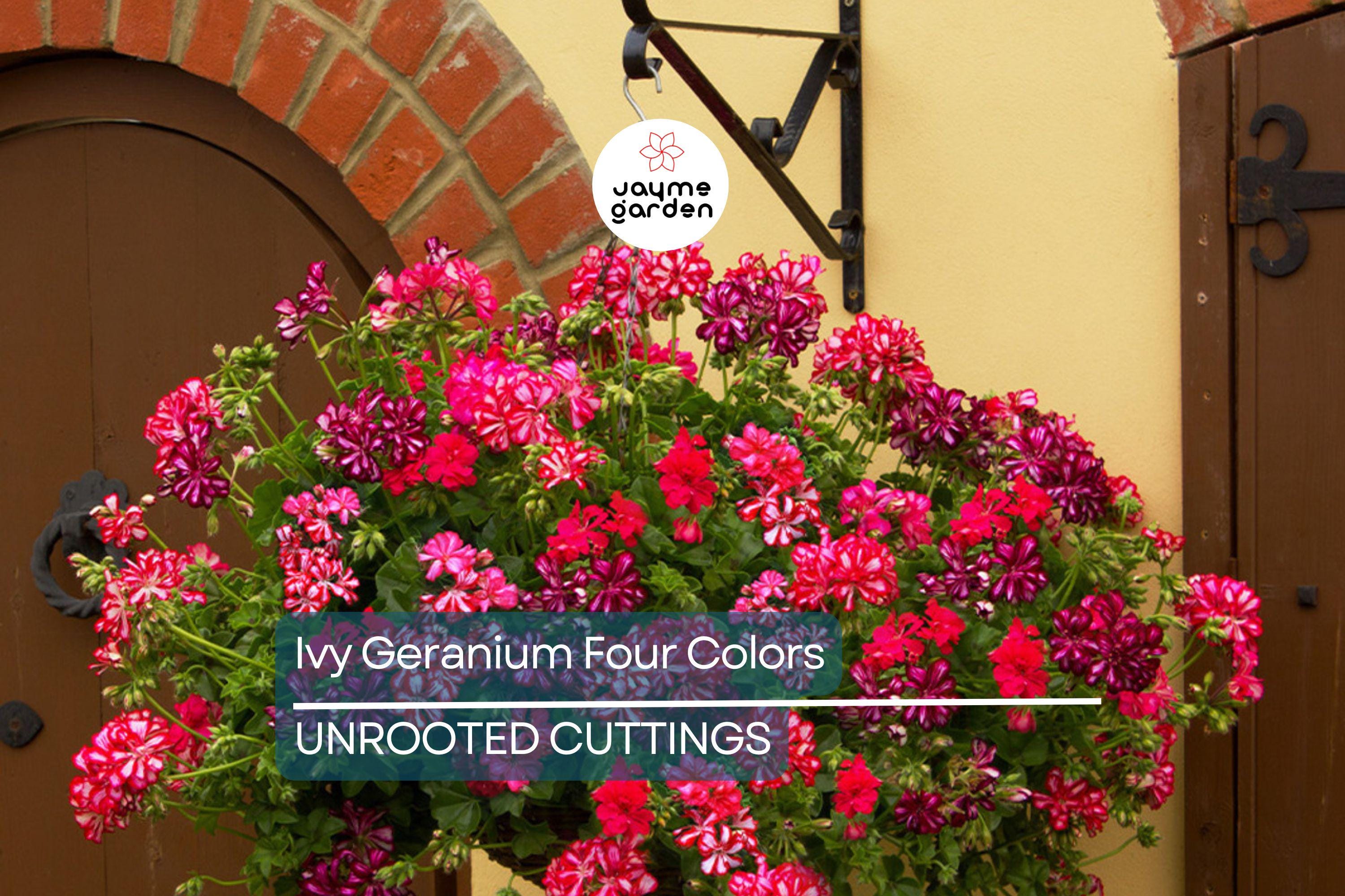 Ivy Geranium - 8 Cuttings (4 Vibrant Colors) for Rooting | Labeled with Rooting Powder & Instructions | USA Grown
