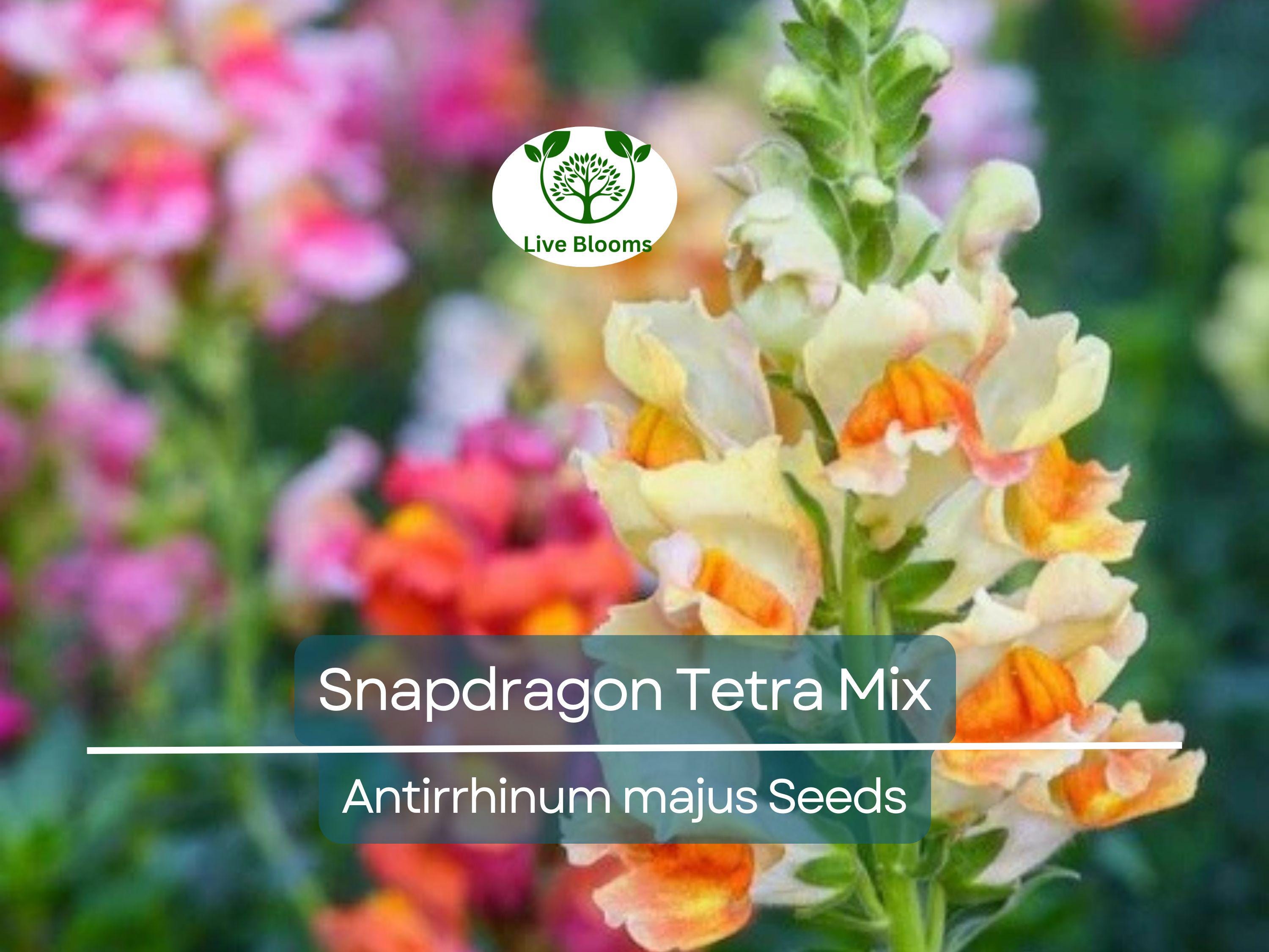 500 Seeds Snapdragon Tetra Mix (Antirrhinum majus) Semi-Dwarf, Multi-Colored Blooms, Non-GMO, Attracts Butterflies, Vibrant Garden Flowers