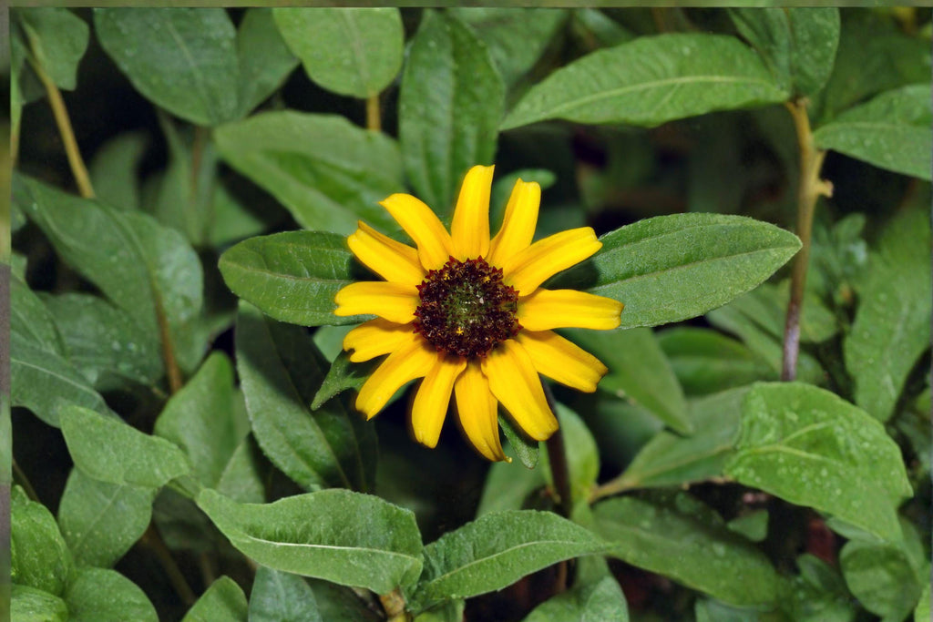 Creeping Zinnia – Sanvitalia procumbens 100 Seeds | Low-Growing Annual | Bright Yellow Blooms | Ground Cover Flower