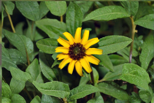 Creeping Zinnia – Sanvitalia procumbens 100 Seeds | Low-Growing Annual | Bright Yellow Blooms | Ground Cover Flower