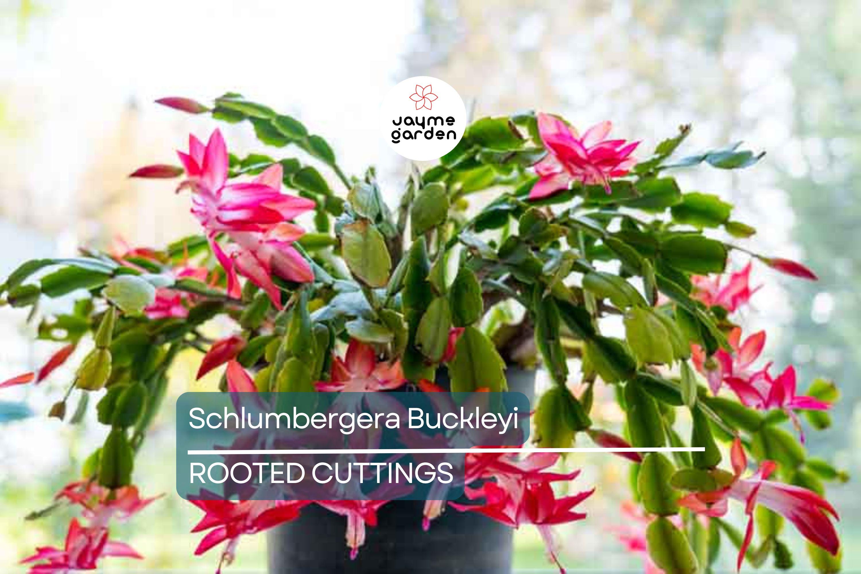 Schlumbergera Buckleyi Original Christmas Cactus, 3 Rooted Cuttings, Repeat Bloomer, No Soil or Pots, Easy Care Indoor Plant