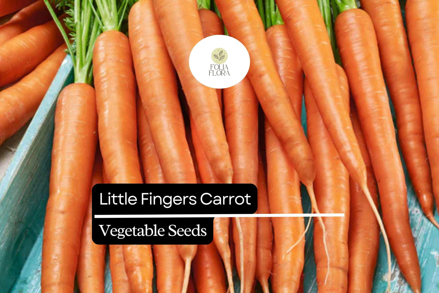 300 Little Fingers Carrot Seeds – Daucus carota – Heirloom, Sweet & Crisp, Mini Baby Carrots