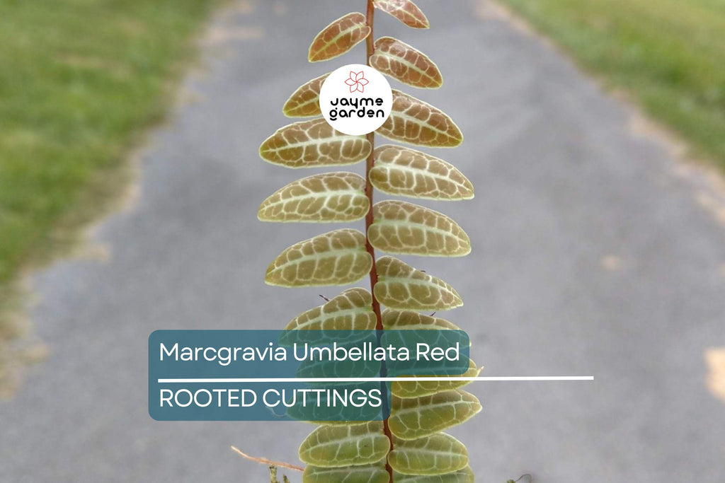 Marcgravia Umbellata | Red/Pink Rooted Plant | Terrarium & Vivarium Climber | High Humidity | Exotic Rare Houseplant